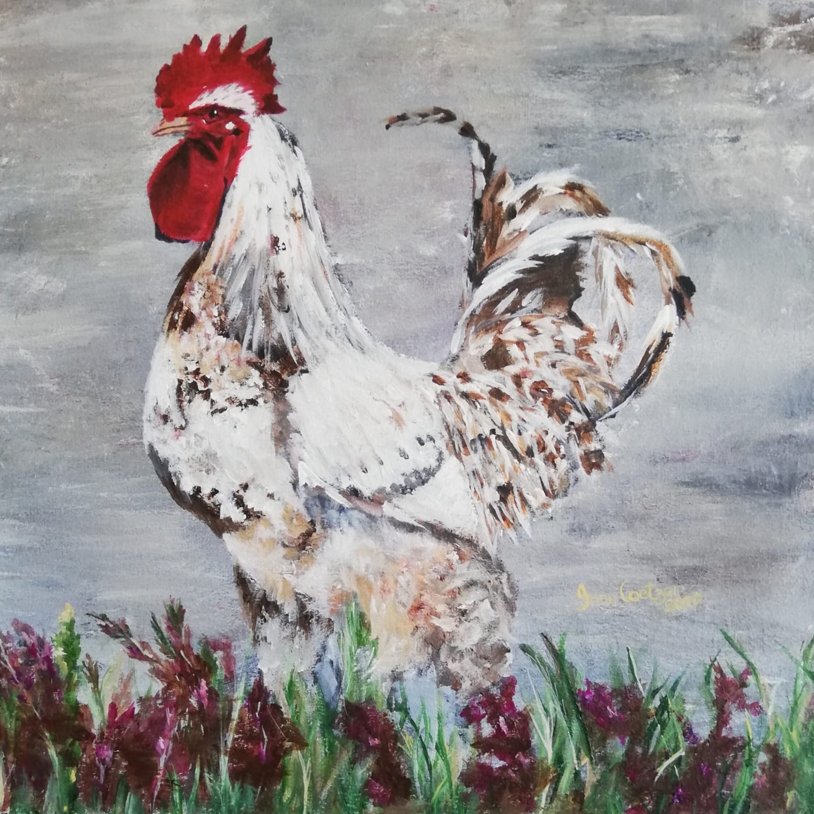 ROGGEVLEI SE TROTSE HOEDERHAAN